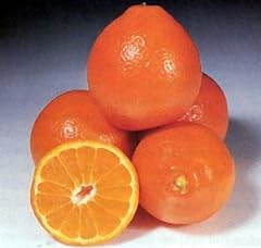 Oranges large fresh for sale  Delivered anywhere in USA 