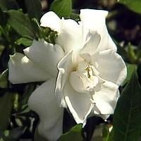Dwarf gardenia plant for sale  Delivered anywhere in USA 
