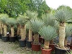 15pz yucca rostrata for sale  Delivered anywhere in UK