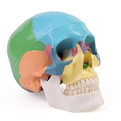 Erwey cranio anatomico usato  Spedito ovunque in Italia 