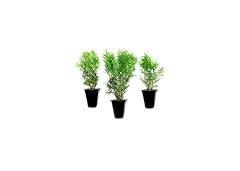 Little giant arborvitae for sale  Delivered anywhere in USA 