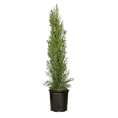 Italian cypress narrow for sale  Delivered anywhere in USA 