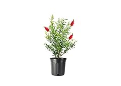 Bottlebrush tree live for sale  Delivered anywhere in USA 