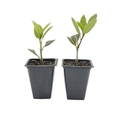 Live bay laurel for sale  Delivered anywhere in USA 