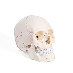 Erwey cranio modello usato  Spedito ovunque in Italia 