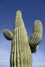 Semi gigante cactus usato  Spedito ovunque in Italia 