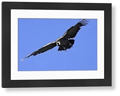 Andean condor flight for sale  Delivered anywhere in UK