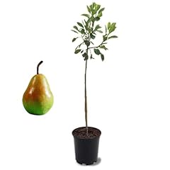 American plant pineapple for sale  Delivered anywhere in USA 