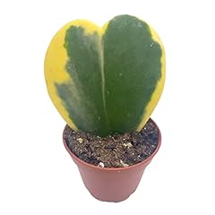Bubbleblooms variegated hoya for sale  Delivered anywhere in USA 