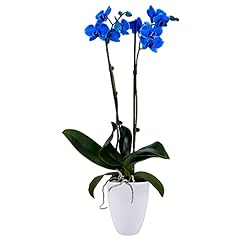 Decoblooms living blue for sale  Delivered anywhere in USA 