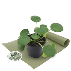 Pilea peperomioides chinese for sale  Delivered anywhere in USA 