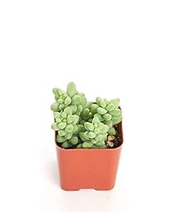 Shop succulents string for sale  Delivered anywhere in USA 