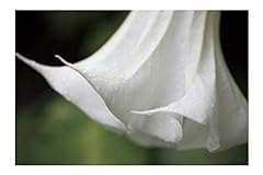 White angels trumpet for sale  Delivered anywhere in USA 