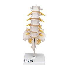 Scientific a74 lumbar for sale  Delivered anywhere in USA 