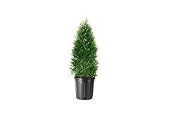 Arborvitae emerald green for sale  Delivered anywhere in USA 