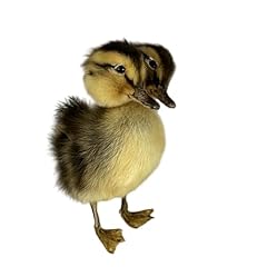 New animal specimen for sale  Delivered anywhere in USA 