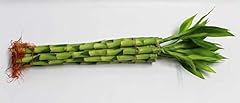 Lucky bamboo stalks for sale  Delivered anywhere in USA 