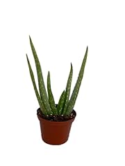 Aloe vera 2.5 for sale  Delivered anywhere in USA 