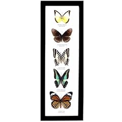 Real framed butterflies for sale  Delivered anywhere in USA 