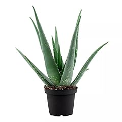 DECOALIVE 8436601570390 Aloe Planta Suculenta de Interior, usado segunda mano  Se entrega en toda España 