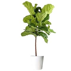 Costa farms fiddle for sale  Delivered anywhere in USA 