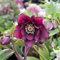 Helleborus double purple for sale  Delivered anywhere in UK