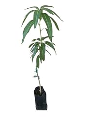 Grafted miyazaki mango for sale  Delivered anywhere in USA 