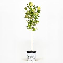 Tulip poplar trees for sale  Delivered anywhere in USA 