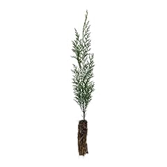 Port orford cedar for sale  Delivered anywhere in USA 