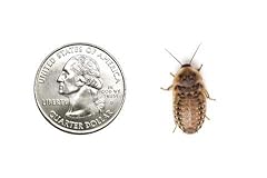 100 medium dubia for sale  Delivered anywhere in USA 