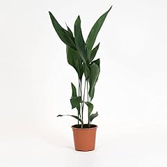 Medium indoor plant for sale  Delivered anywhere in Ireland