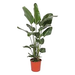 Trendyplants strelitzia nicola gebraucht kaufen  Wird an jeden Ort in Deutschland
