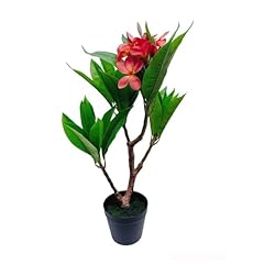 Unique gorgeous fuchsia for sale  Delivered anywhere in USA 