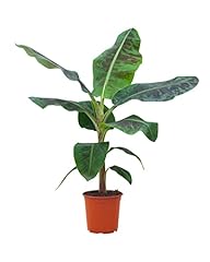 Musa dwarf cavendish usato  Spedito ovunque in Italia 