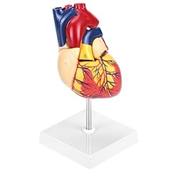 Qwork modello anatomia usato  Spedito ovunque in Italia 