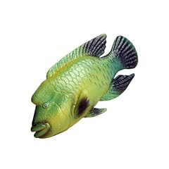Belliffy buckelkopf lippfisch gebraucht kaufen  Wird an jeden Ort in Deutschland