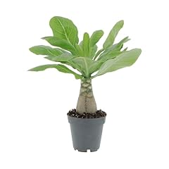 Kentis brighamia insignis usato  Spedito ovunque in Italia 