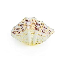 Abcbca natural clam for sale  Delivered anywhere in UK