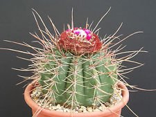 Turbinicarpus mix cactus usato  Spedito ovunque in Italia 