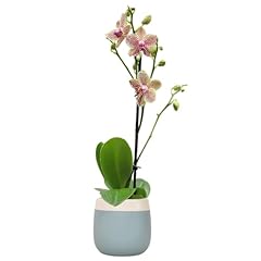 Premium spotted live for sale  Delivered anywhere in USA 