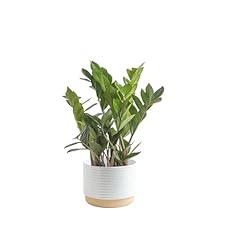 Costa farms plant for sale  Delivered anywhere in USA 