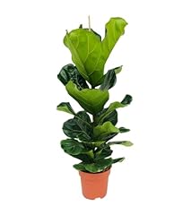 Bloomique ficus lyrata gebraucht kaufen  Wird an jeden Ort in Deutschland