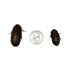 Feeders dubia roaches for sale  Delivered anywhere in USA 