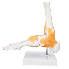 Scientific human foot for sale  Delivered anywhere in UK