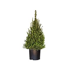 Plants gallon dwarf for sale  Delivered anywhere in USA 