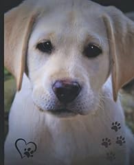 Yellow labrador retriever for sale  Delivered anywhere in UK