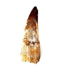 Spinosaurus aegypticus dinosau for sale  Delivered anywhere in UK