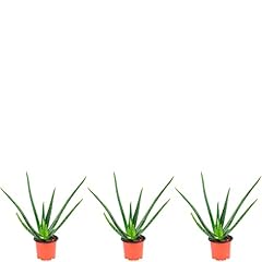 Lot véritable aloe d'occasion  Livré partout en France