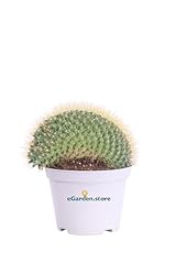 Pianta mammillaria pringlei usato  Spedito ovunque in Italia 