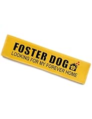Foster dog looking for sale  Delivered anywhere in USA 